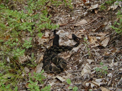 Rattlesnake