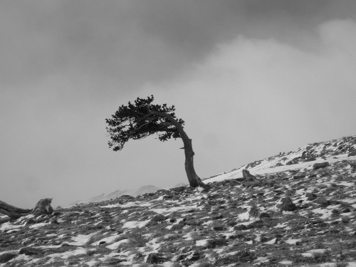 Bristlecone