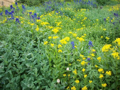 Wild-flowers