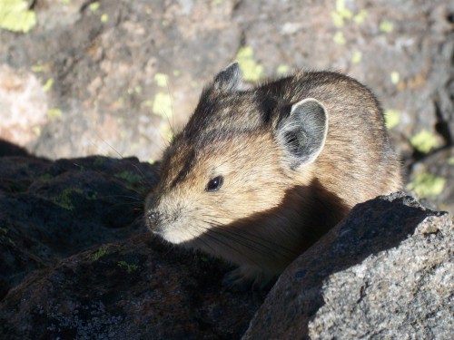 Pika