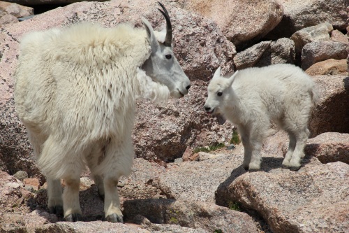 Mount Evans goats
