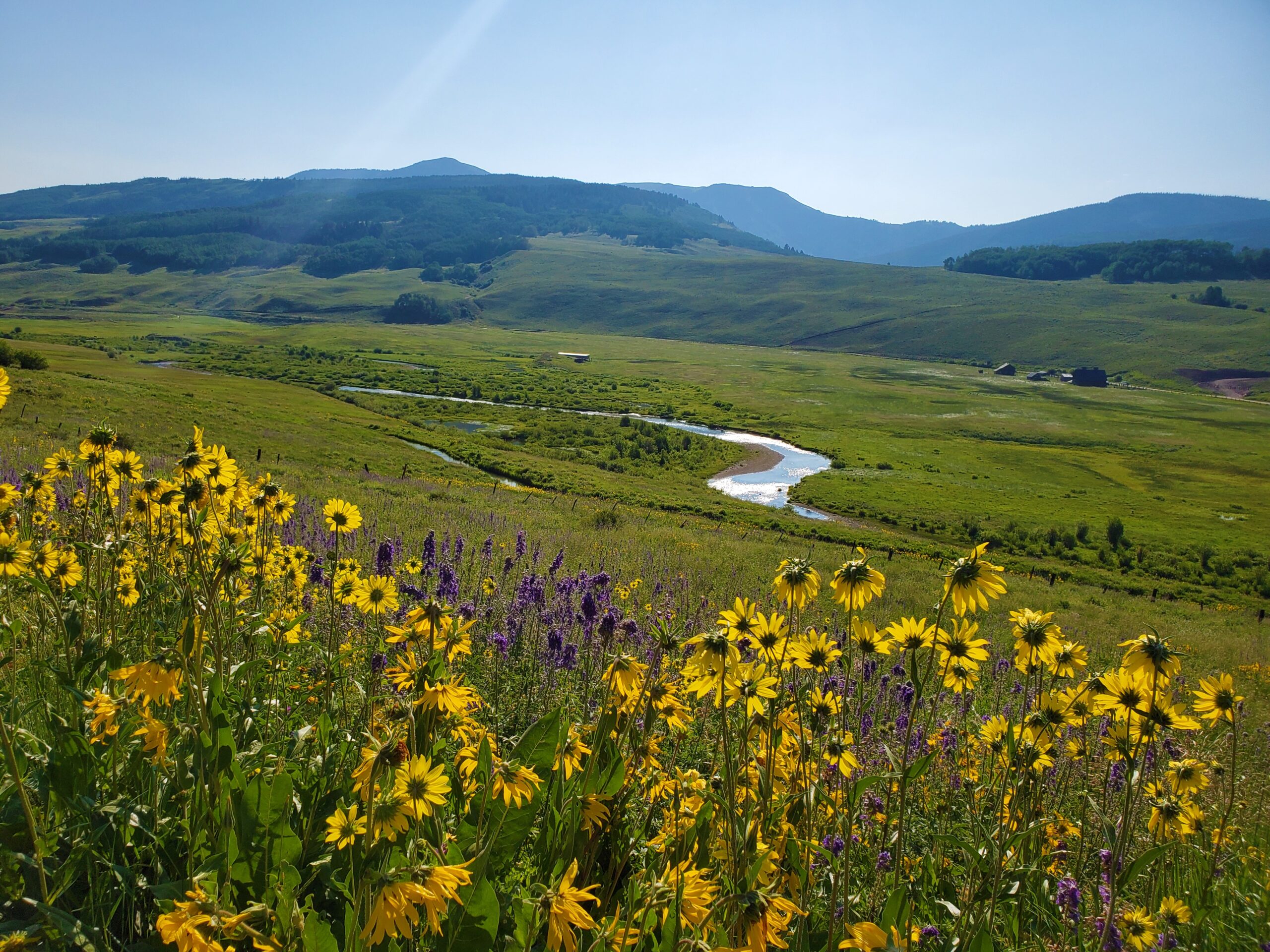 Brush Creek Wildflowers - Crested Butte - Brad Snider’s Mountain Blog